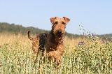 AIREDALE TERRIER